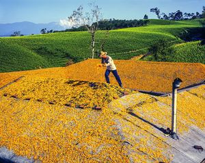 縱谷八月金色風華-赤柯山-5