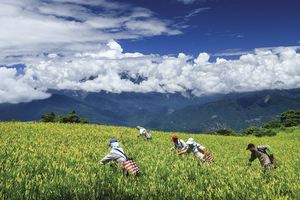 縱谷八月金色風華-赤柯山-11