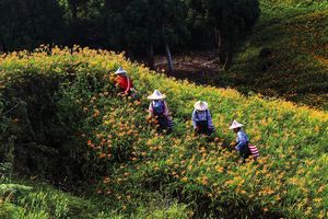 縱谷八月金色風華-赤柯山-12