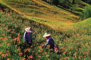 縱谷八月金色風華-赤柯山-13