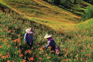 縱谷八月金色風華-赤柯山-13