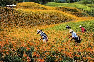 縱谷八月金色風華-赤柯山-16