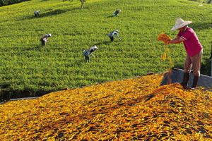 縱谷八月金色風華-赤柯山-17